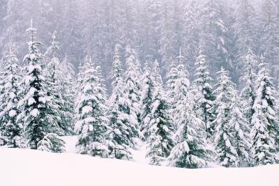 Pine trees Pine trees
