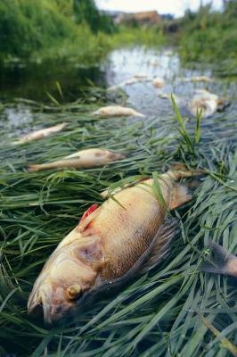 Dead fish after an environmental incident Dead fish after an environmental incident