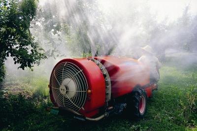 Wash the fungus off the trees and spray it with the proper insecticide.