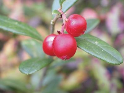 hawthorn berries