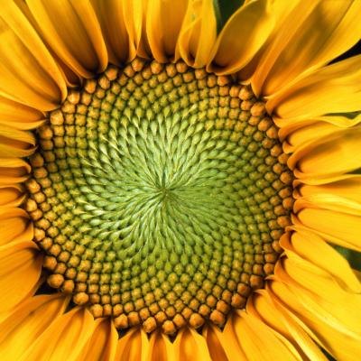 Sunflower close-up
