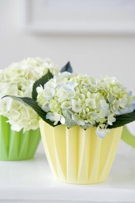 Hydrangeas
