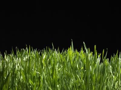 Grow wheatgrass
