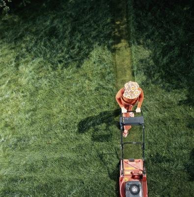 Know which variety of St. Augustine grass you have, as heights vary from 2 to 4 inches.