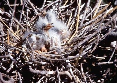 how long do baby birds stay in the nest with pictures how long do baby birds stay in the nest with pictures