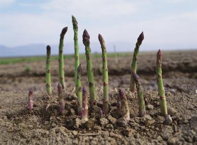Asparagus beginning to sprout in garden