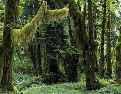 The rainforest has some producers found nowhere else in the world. The rainforest has some producers found nowhere else in the world.