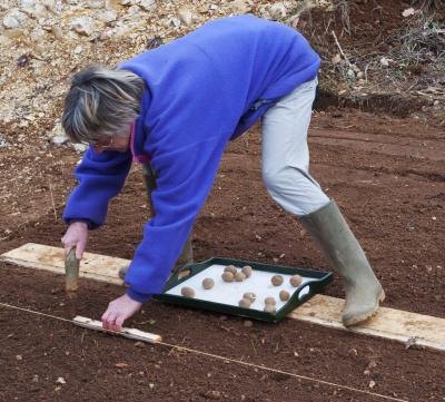 A person spacing the distance between potato plants