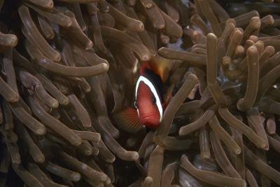 Clownfish that find shelter among anemones are engaging in commensalism.