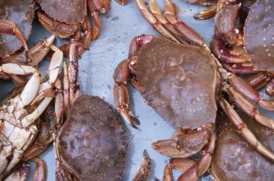 Shellfish will last up to three days