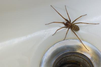 Spider in sink