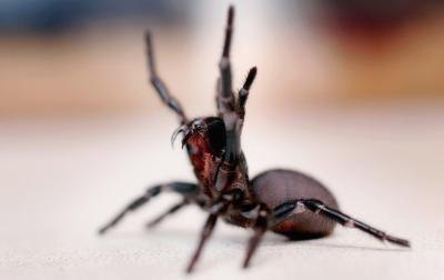 The funnel web spider is one of Australia's deadliest spiders.