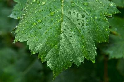 Raindrops cling to a wet leaf.