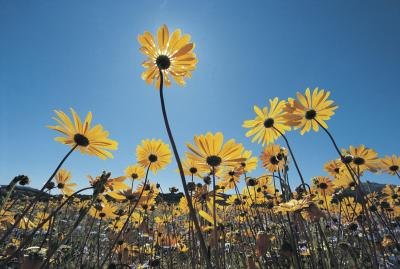 Photosynthesis is important for all life on our planet. Photosynthesis is important for all life on our planet.