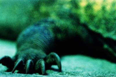 Most reptiles have claws.