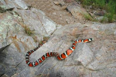 coral snake