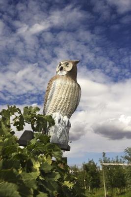 Fake owls may temporarily scare prey animals. Fake owls may temporarily scare prey animals.