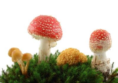 Variety of mushrooms.