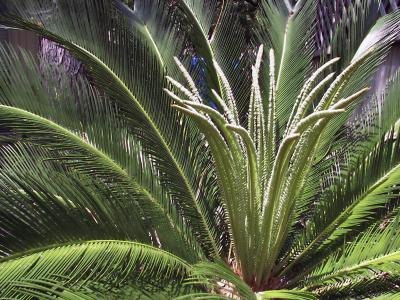 Sago Palm Sago Palm
