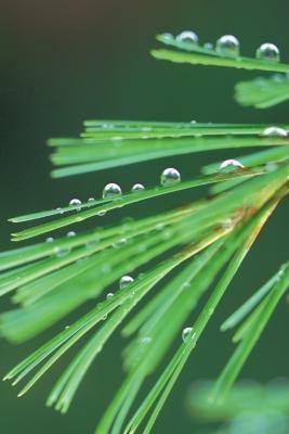 The waxy covering of the pine needle is flammable, helping fire eliminate its competition.