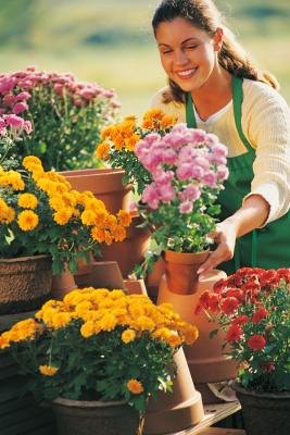 Potted Chrysanthemums