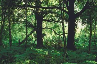 Cedar trees in forest