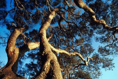 Live Oak tree.