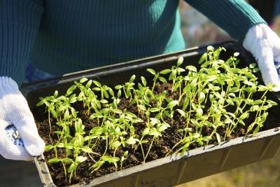 A woman carrying a tray of zucchini seedlings.