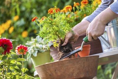Flowering plants make beautiful gardens.