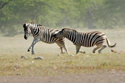 How Fast Can a Zebra Run? How Fast Can a Zebra Run?