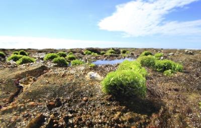 Sea lettuce that has grown onto a rock
