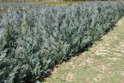 arbor-vitae is among the fastest growing evergreen hedges