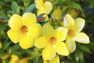 yellow bell flowers