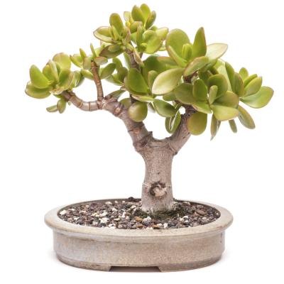 Money tree.