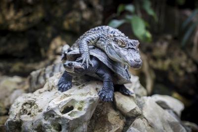 Turtles and crocodiles are reptiles. Turtles and crocodiles are reptiles.
