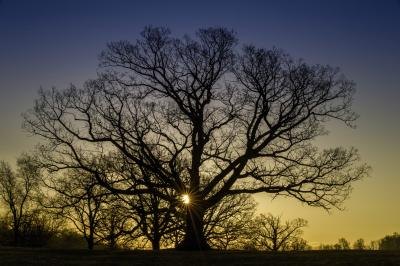 Silhouette of White Oak tree.