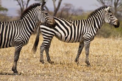 Zebras have horse-like bodies.