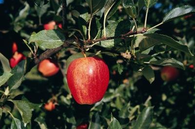 A ripe apple hangs off a branch. A ripe apple hangs off a branch.
