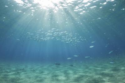 What Kinds of Plants Live in the Aquatic Biome? What Kinds of Plants Live in the Aquatic Biome?