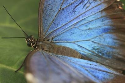 The beautiful Blue Morpho is an intriguing insect. The beautiful Blue Morpho is an intriguing insect.