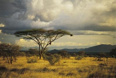 Acacia trees are found in the African savanna.
