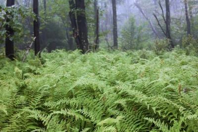 Ferns can thrive in the shade.