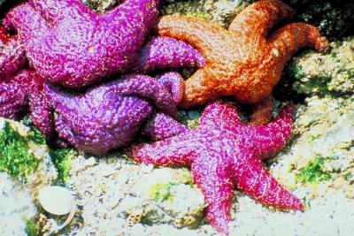 Many starfish are as brightly colored as other salt water dwellers.