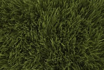 Bermuda grass