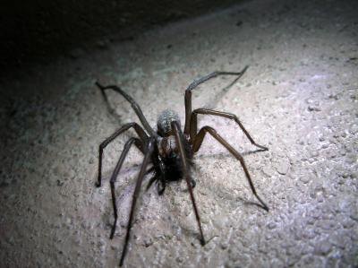Spider found in garage