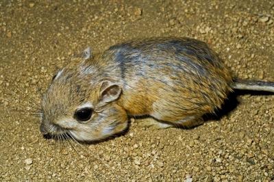 the kangaroo rat can survive without water