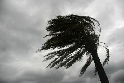 Wind blowing palm tree