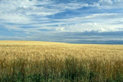 Plains