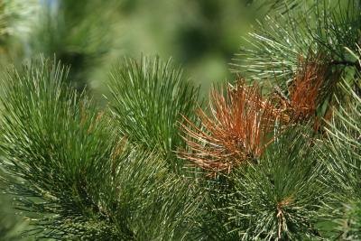 Pine needles are arranged in a manner unique among conifers.