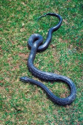 Rat snakes can be brown or black. Rat snakes can be brown or black.